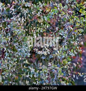 Eukalyptusbäume im Sommer zeigen Schönheit in der Natur mit auffälligen Mustern, Form und Textur in einer Palette von lebhaften Sommerfarben, Stockfoto