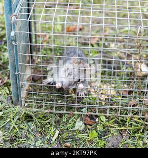 Lebende Ratte, gefangen in einem Eisenkäfig Stockfoto