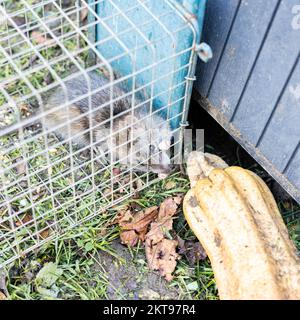 Lebende Ratte, gefangen in einem Eisenkäfig Stockfoto