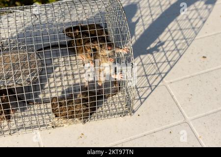 Junge Ratten, die in einem Eisenkäfig gefangen leben Stockfoto