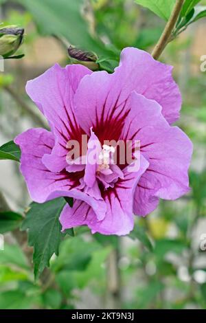 Blütenrose Sharon (Hibiscus syriacus) im Garten Stockfoto