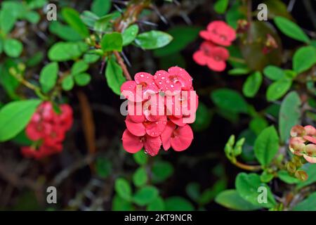 Rote Dornenkrone oder Christusdornblüten (Euphorbia Milli) im Garten Stockfoto