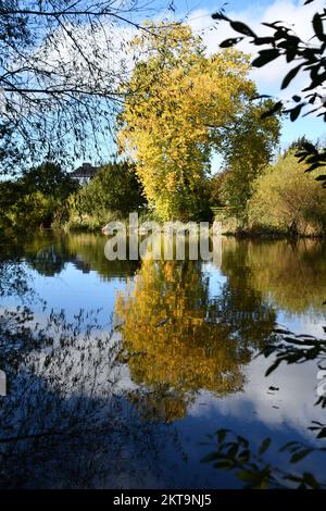 Herbstfarben spiegeln sich an einem Fluss Nore, Kilkenny, Irland Stockfoto