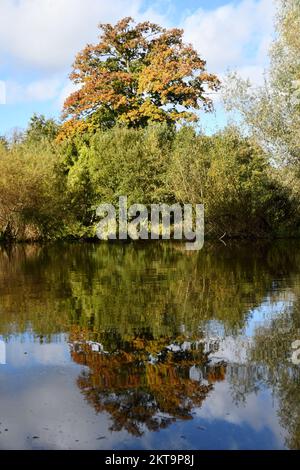 Herbstfarben spiegeln sich an einem Fluss Nore, Kilkenny, Irland Stockfoto