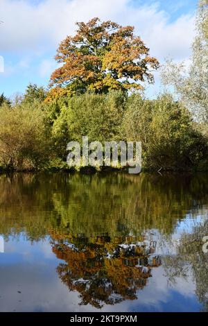 Herbstfarben spiegeln sich an einem Fluss Nore, Kilkenny, Irland Stockfoto