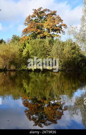 Herbstfarben spiegeln sich an einem Fluss Nore, Kilkenny, Irland Stockfoto