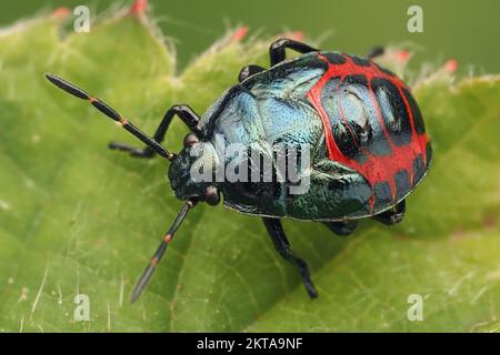 Blue Shieldbug final instar Nymphe (Zicrona caerulea) krabbelt auf Blatt. Tipperary, Irland Stockfoto