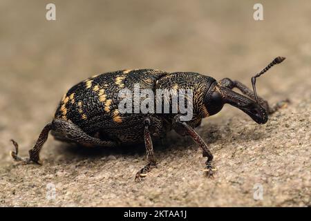 Large Pine Weevil (Hylobius abietis) krabbelt auf Felsen. Tipperary, Irland Stockfoto