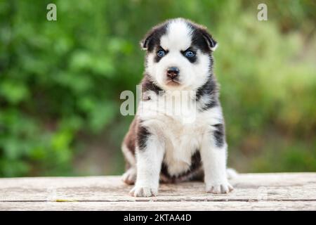 Ein bezaubernder sibirischer Husky Welpe, der auf einem weißen Holztisch sitzt Stockfoto