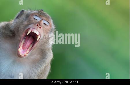 Asiatischer lustiger Affe gähnt mit weit offenem Mund mit Zähnen, Hund, Zunge in der Natur mit Kopierbereich. Stockfoto