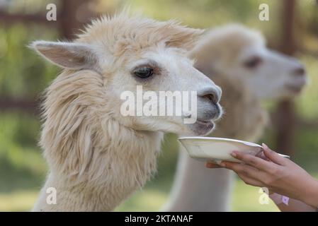 Eine Frau, die im Park braunen Alpaka füttert, reist in Thailand. Stockfoto