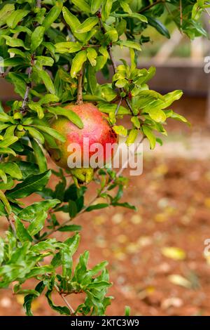 Granatapfelfrucht rot, reif Stockfoto