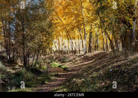 Paisaje otoñal, alameda en el mes de noviembre Stockfoto