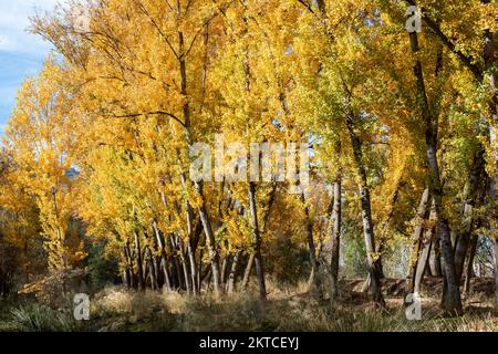 Paisaje otoñal, alameda en el mes de noviembre Stockfoto