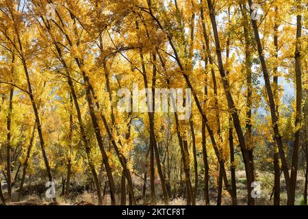 Paisaje otoñal, alameda en el mes de noviembre Stockfoto