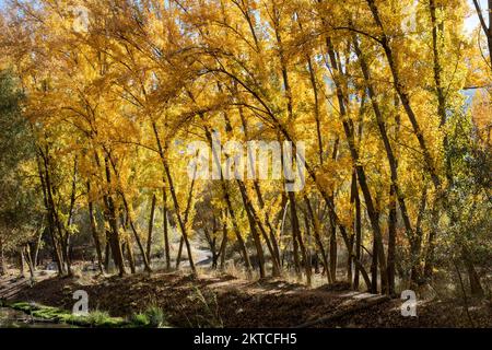 Paisaje otoñal, alameda en el mes de noviembre Stockfoto