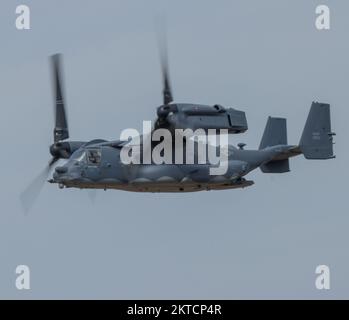 Osprey Stockfoto