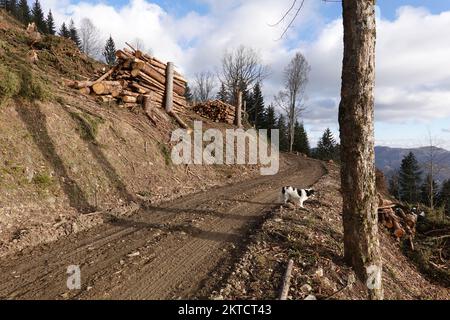 Windwurf. Sturmschäden. Sturmschaden. Windbruch . Windwurf . Windschutz Stockfoto