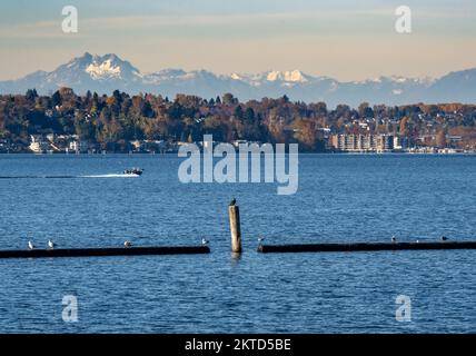 Ein Kormoran trocknet sich auf einem Haufen mit und einem Boot im Lake Washington und den Olympic Mountains und Seattle Stockfoto