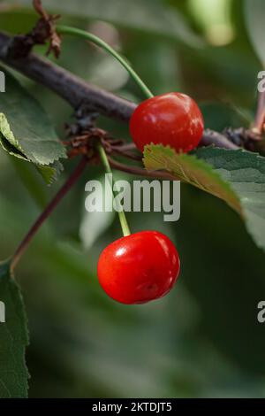 Beeren aus reifer, saftiger Kirsche im Grün von Zweigen im Nahbereich. Sommer, Erntekonzept Stockfoto