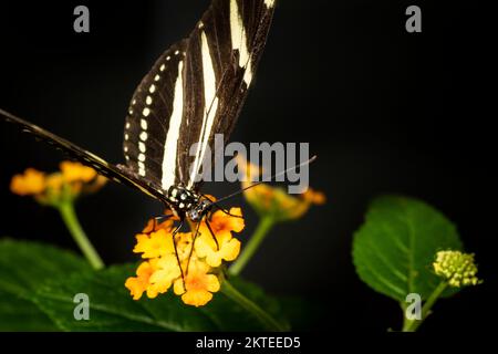 Zebrasehnlicher Schmetterling, der frei in einem Vivarium fliegt Stockfoto