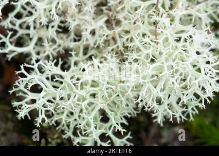 Cladonia portentosa lichen, auch als Rentierflechten bezeichnet, auf Surrey Heathland, England, Großbritannien Stockfoto