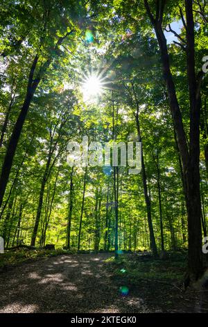 Schöner Sonnenschein auf einem Pfad in einem Nationalpark. Stockfoto
