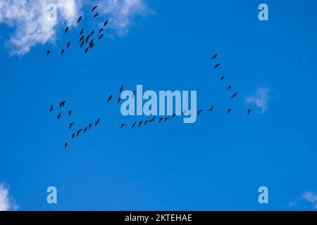 Herbstwanderung in Formation Stockfoto
