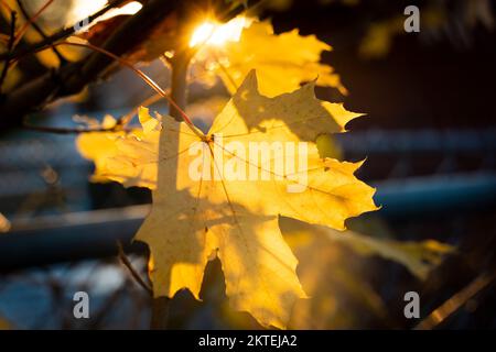 Schöne Blätter in Herbstfarben in einem Stadtpark. Stockfoto