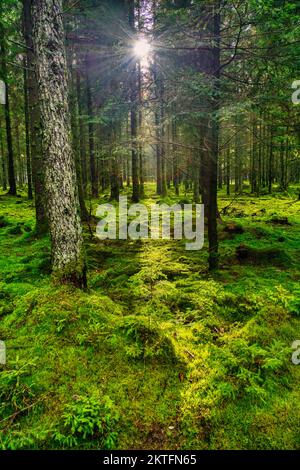 Malerischen Wald von frischen grünen Laubbäumen umrahmt von Blätter, mit der Sonne Gießen ihre warmen Strahlen durch das Laub Stockfoto