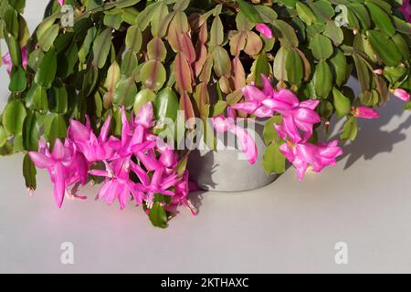 Nahaufnahme des rosa blühenden falschen Weihnachtskaktus Schlumbergera truncata. Familie Cactaceae. Auf weißem Hintergrund. Herbst, November, Niederlande Stockfoto