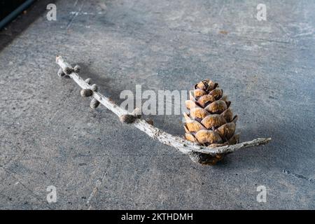 Lärchkonus auf einem kleinen Ast vor strukturiertem Hintergrund Stockfoto