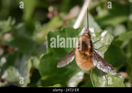 In der Unterholz-Landschaft in der Nähe von Bossington sitzt die Bienenfliege mit dunklen Kanten (Bombylius Major) auf einem Blatt Stockfoto