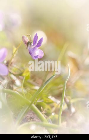 Nahaufnahme eines kleinen lilafarbenen Hundes Violet (Viola riviniana), das im Wald am Cothelstone Hill im frühen Frühling wächst. Auf den Quantocks, West Somerset Stockfoto