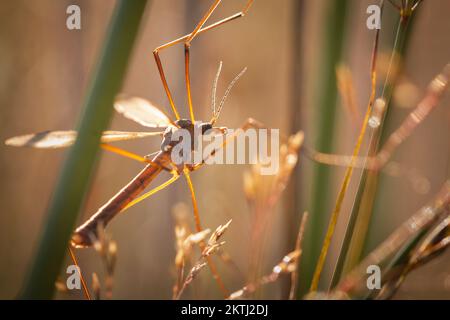 Ein Daddy Long Legs fängt die Sonne auf, wenn sie über Dunkery Beacon, Exmoor, West Somerset aufgeht Stockfoto