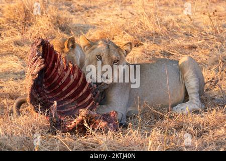 Zwei Löwen fressen die Überreste eines Wildebeest-Mordes in der Abendsonne des Mikumi-Nationalparks