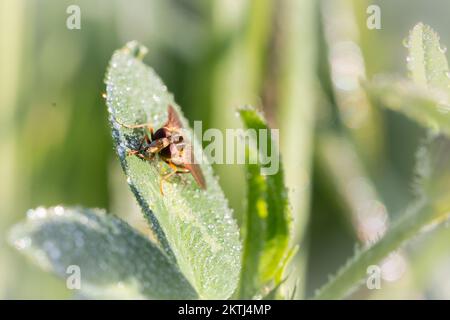 Am frühen Morgen, bevor der Tau verschwunden ist, sitzt ein Hoverfly (Parhelophilus sp.) inmitten der Vegetation an der Schinkenmauer, Avalon Marshes, Somerset Stockfoto