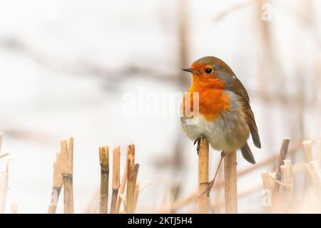 Ein Rotkehlchen (Erithacus rubecula) sitzt auf dem Schilf bei Ham Wall, Somerset Stockfoto