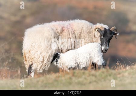 Auf dem Hügel des höheren Hase knapp ernährt sich ein Lamm von seiner Mutterschafe (Ovis aries). Gesehen auf den Quantocks, West Somerset Stockfoto