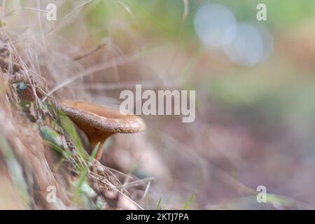 Ein brauner Kehlkopf wächst aus der Erde, inmitten des Unterwuchses von Horner Wood, Exmoor, West Somerset Stockfoto