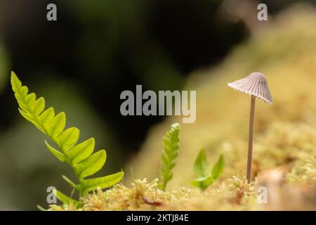 Auf dem gefallenen Holz wachsen neue Pilze, wenn die zarten Pilze aus dem Moos aufsteigen, begleitet von einem Farnblatt. Bild aufgenommen in Horner Wood, Exmoor, West Somerset Stockfoto