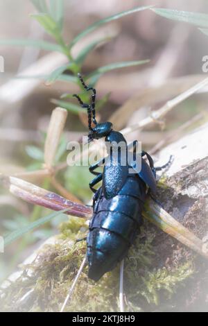 Der violette Ölkäfer (Meloe violaceus) fließt durch die Waldunterwucherung in Horner Wood, Exmoor, West Somerset Stockfoto