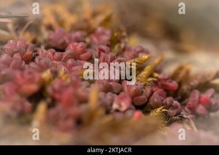 Auf einem felsigen Felsvorsprung auf den Hügeln von North Hill wachsen in Exmoor, West Somerset die englische Steinekrose (Sedum anglicum) Stockfoto