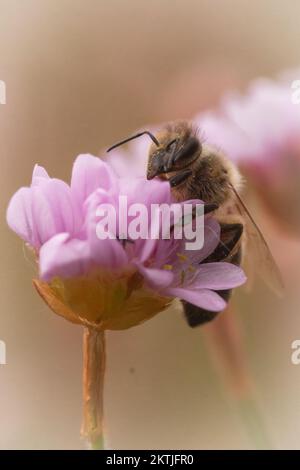 In den Blüten in der Nähe des Salzmarschs wird die Honigbiene (APIs melifera) gefüttert. Gefunden in der Nähe von Porlock Marsh, West Somerset Stockfoto