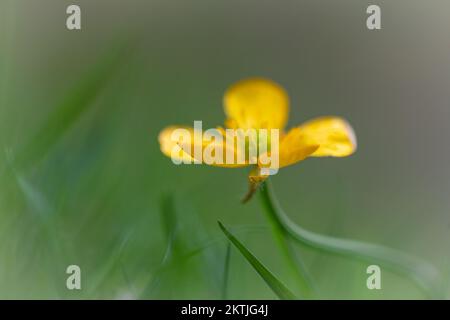 Nahaufnahme der Blütenblätter einer schleichenden Butterblume (Ranunculus repens), die im Gras auf den Hügeln über Selworthy, Exmoor, West Somerset wächst Stockfoto