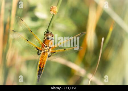 Am Rand des Wassers befindet sich ein viergefleckter Jäger (Libellula quadrimaculata) auf der Vegetation von Shapwick Moor, Avalon Marshes, Somerset Stockfoto