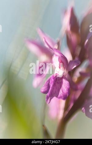Makrobild einer einzelnen Blume einer frühen violetten Orchidee (Orchis mascula), die auf einer nassen Wiese von Shapwick Moor, Avalon Marshes, Somerset wächst Stockfoto