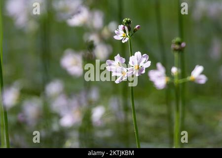 Weiße und rosa Wasserveilchen (Pottonia palustris) wachsen in den Pingos des Norfolk Naturreservats bei Thompson Common Stockfoto