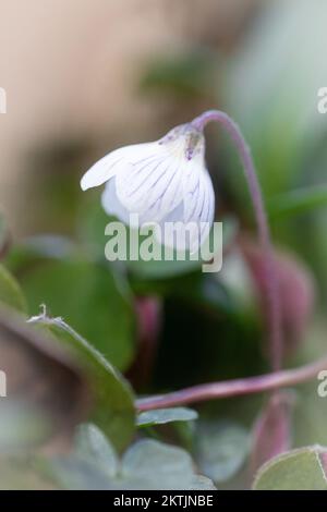 Porträt einer Sorrel-Blume, die in einem Devon coombe in Watersmeet wächst Stockfoto