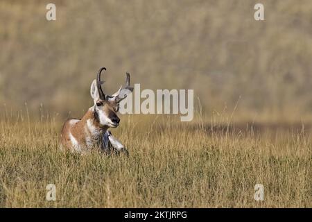 Die Antilope mit Gabelböcken neigt sich, während sie auf trockenem Gras am Prairie Drive im Bison Range Refuge im Westen von Montana im Flathead Indian Reservat sitzt Stockfoto